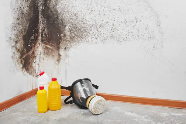 Best Home Mold Removal  in Litchfield, MI
