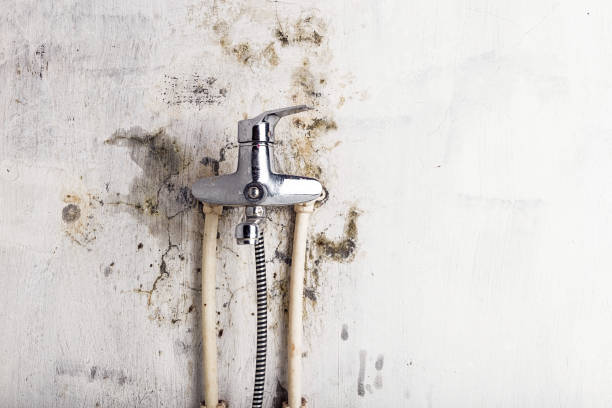 Best Professional Mold Removal  in Litchfield, MI