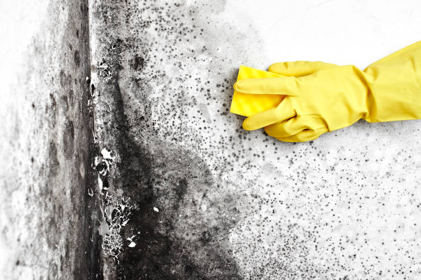 Best Attic Mold Removal  in Litchfield, MI