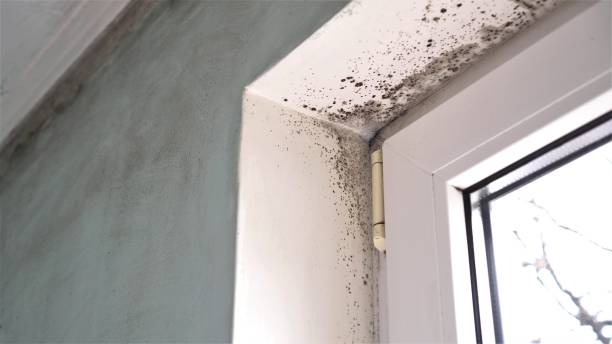 Best Mold Removal and Inspection  in Litchfield, MI