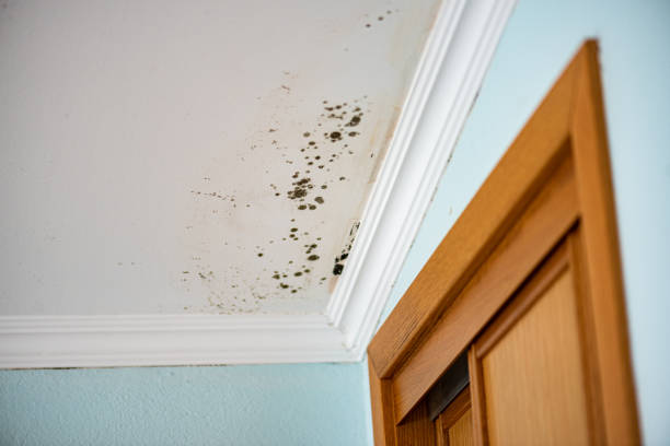 Mold Testing and Removal in Litchfield, MI