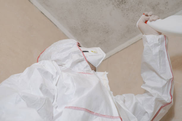 Best Mold Damage Repair  in Litchfield, MI