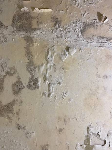 Best Crawl Space Mold Removal  in Litchfield, MI