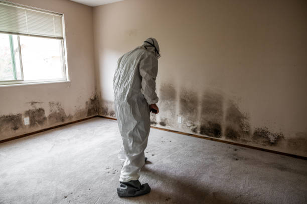 Best Commercial Mold Removal  in Litchfield, MI
