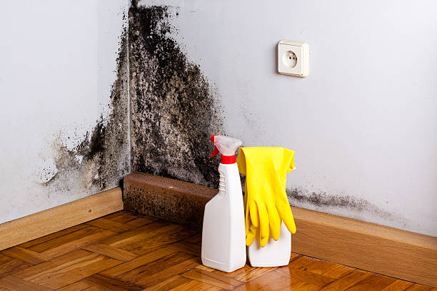 Certified Mold Removal in Litchfield, MI