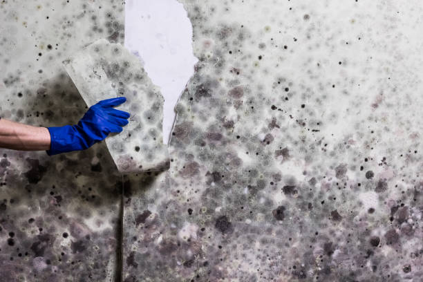 Best Same-Day Mold Removal  in Litchfield, MI