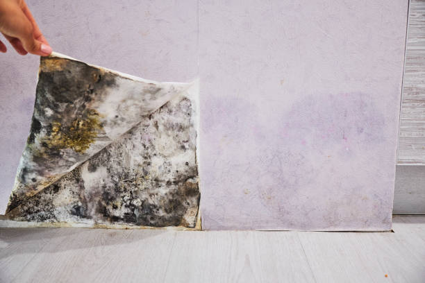 Best Water Damage Restoration  in Litchfield, MI